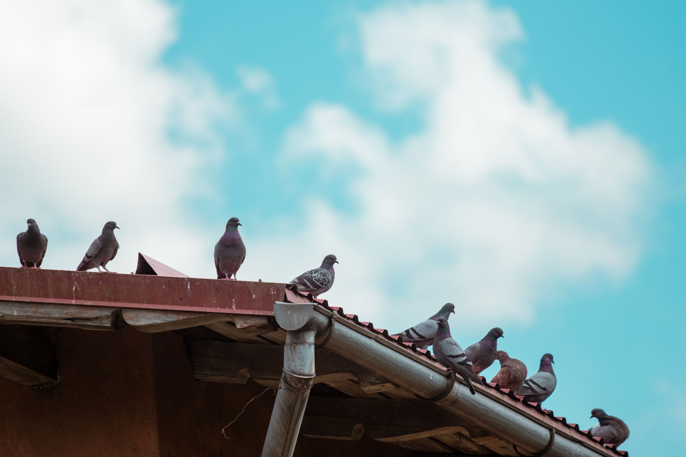 Pigeons lined up along a roof edge and gutter