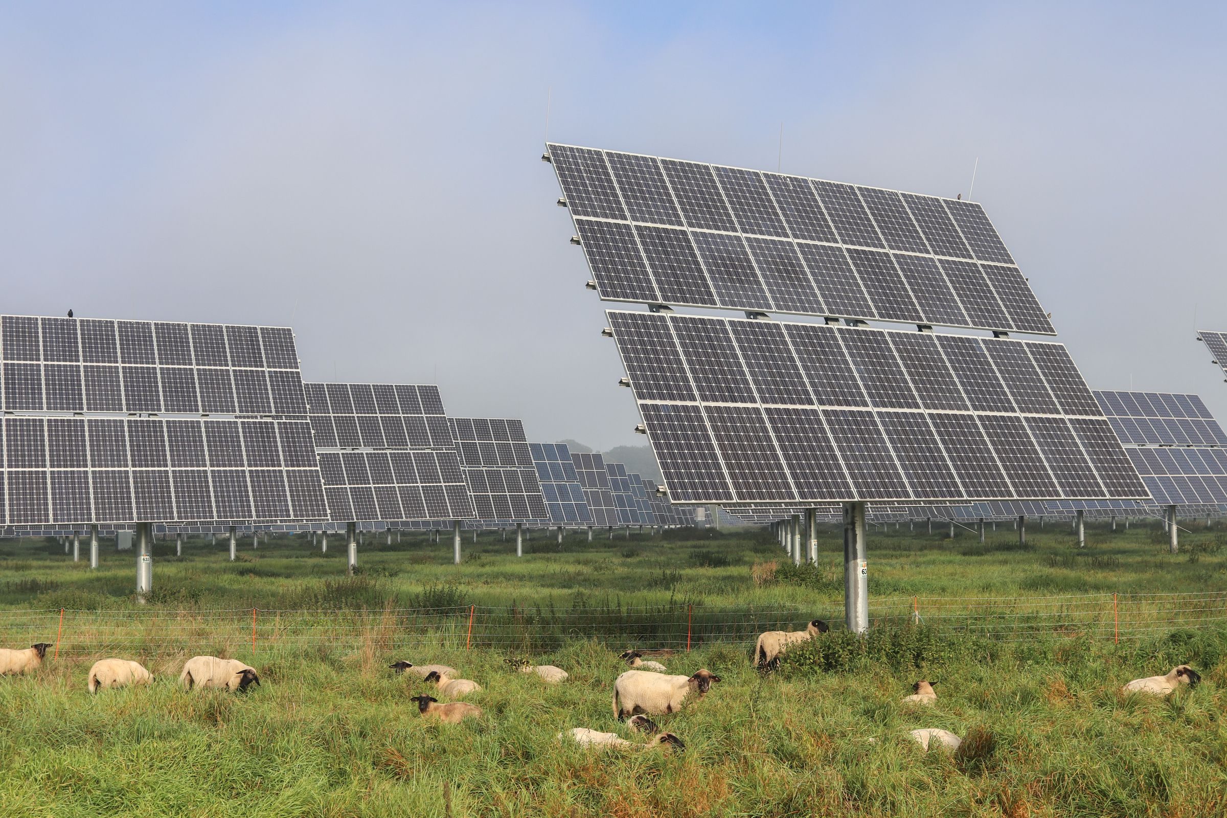 Sheep grazing beneath ground-mounted solar panels