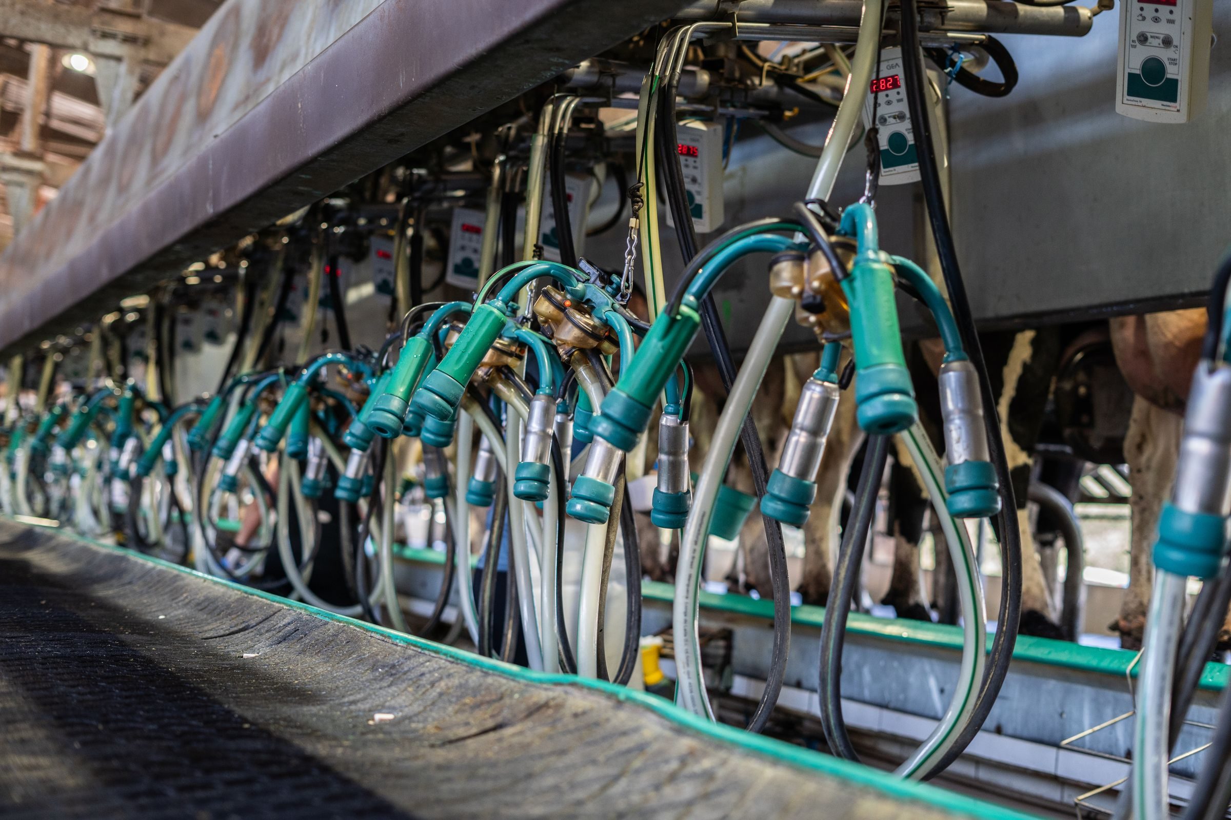 Milking parlour equipment in a dairy shed