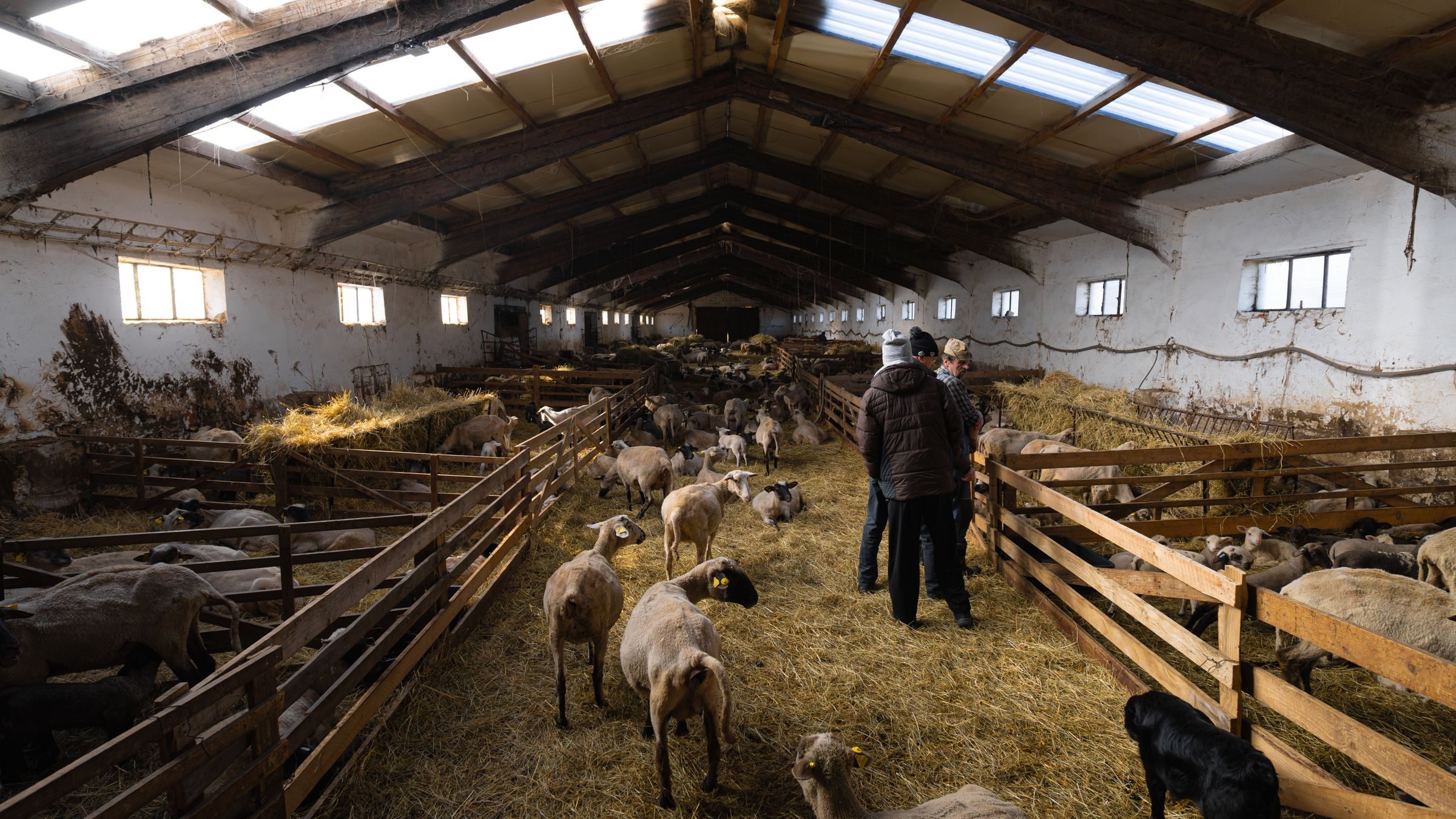 Sheep in a livestock shed with farmers checking the pens