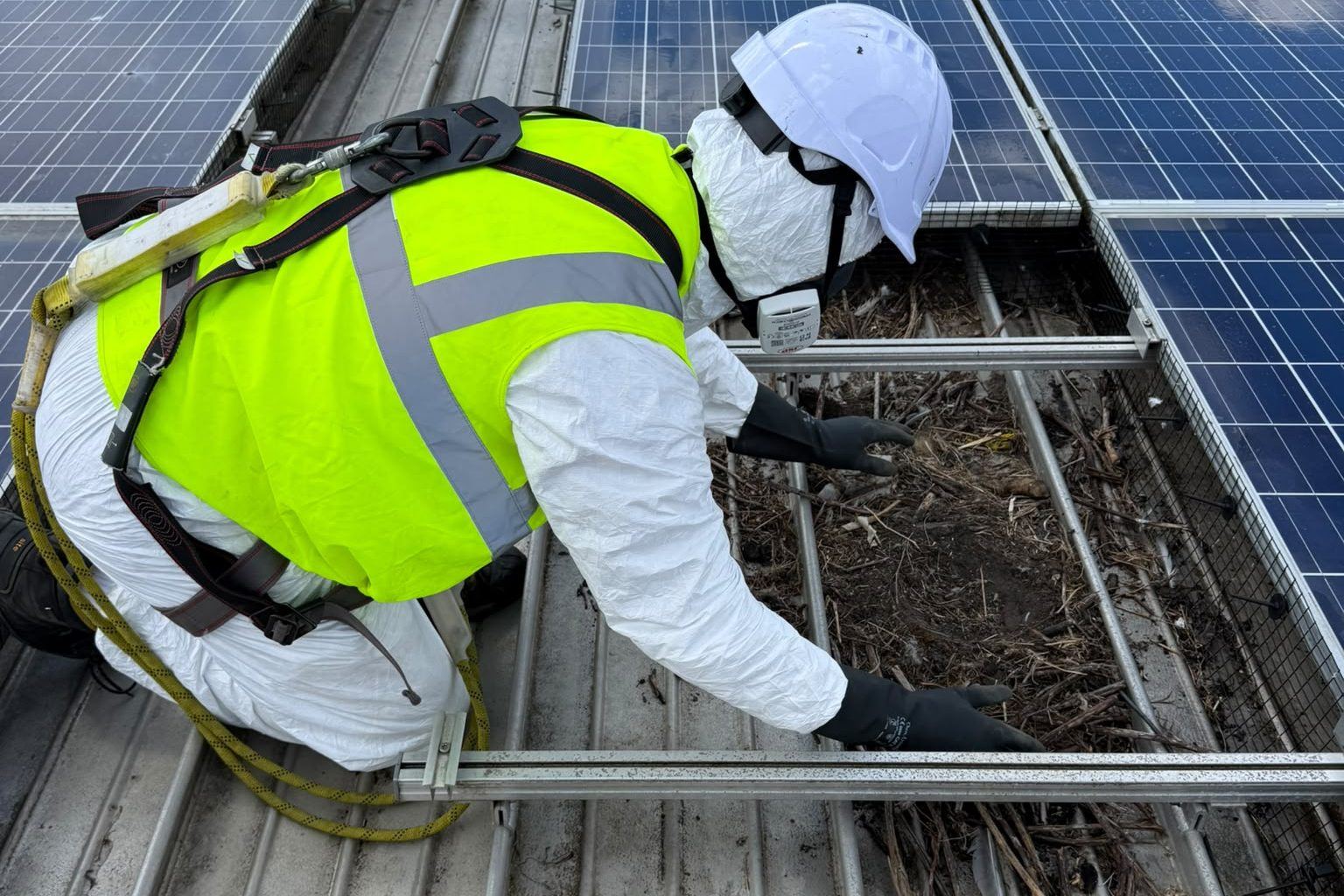 A technician in a protective suit clearing old nests from under a commercial solar array