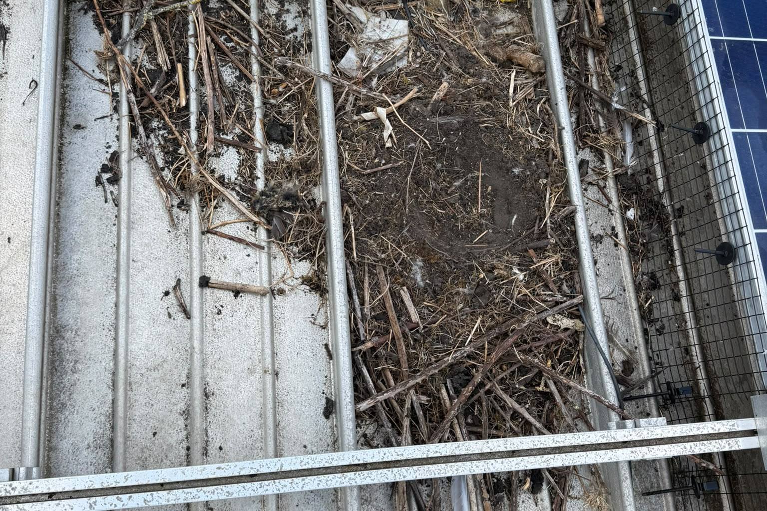 Old nests and debris under solar panels on a commercial roof, before bird proofing