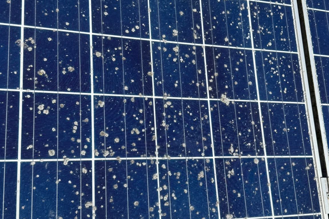 Bird droppings and grime across a solar array before cleaning